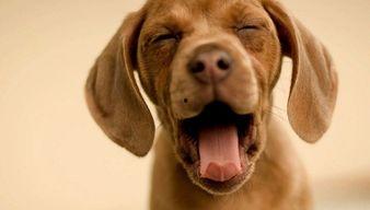 娱乐吃瓜酱监控小狗,小狗日常萌态大曝光! 第1张 娱乐吃瓜酱监控小狗,小狗日常萌态大曝光! 第1张