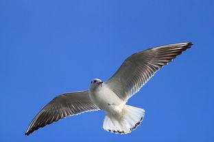 天津海鸥爆料视频,一场惊心动魄的幕后故事 第2张 天津海鸥爆料视频,一场惊心动魄的幕后故事 第2张